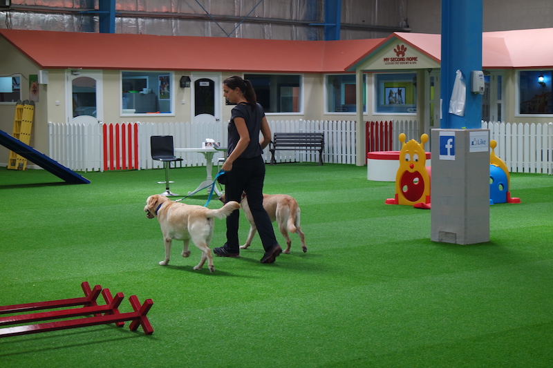 DOG OBEDIENCE AND AGILITY SPECIALIST JOINS MYSECONDHOME ...